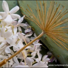 Las Biznagas. Una Flor de Flores.