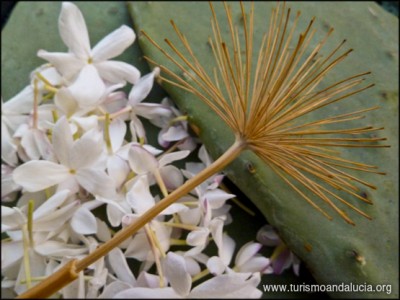 Lo necesario para una Biznaga