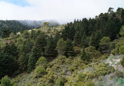 pinsapar_sierra_de_las_nieves