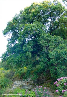 quejigo_sierra_de_las_nieves